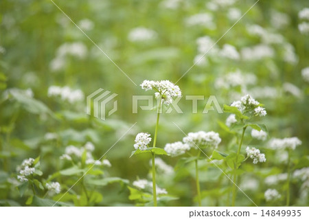 Sidebird field of flower bloom in Etan district July Sidebird field of flower bloom in Etan district July 14849935