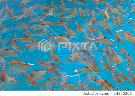 Fish in clear water view from above 14850206