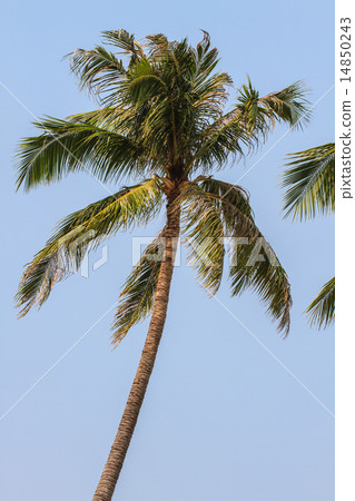 Palm tree with coconut 14850243