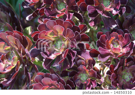 Black age of Aeonium early summer 14850310
