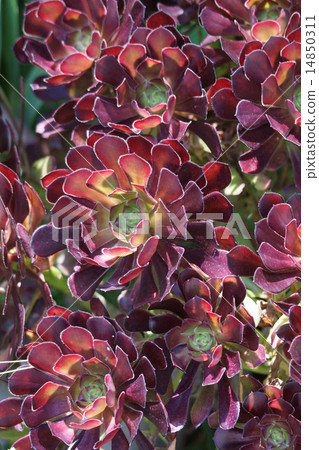 Black age of Aeonium early summer Black age of Aeonium early summer 14850311