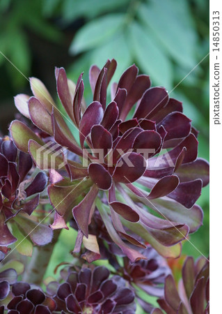 Aeoumu black actor in the summer 14850313