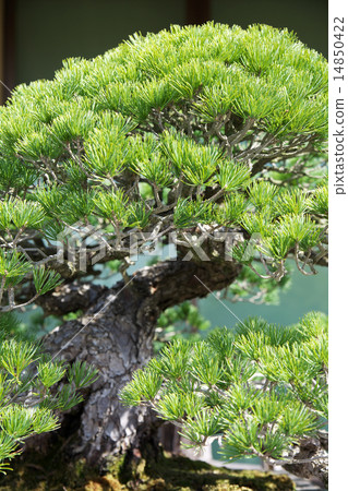 A bonsai A bonsai 14850422