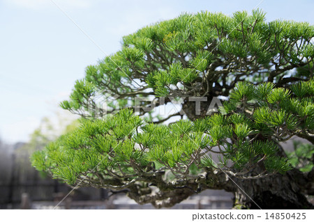 A bonsai 14850425
