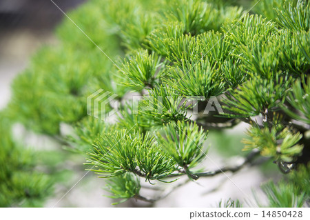 A bonsai 14850428