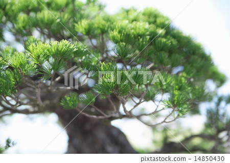 A bonsai 14850430