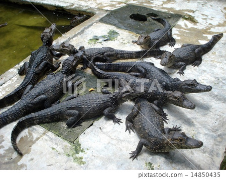 Baby crocodile in a breeding centre in Mexico 14850435
