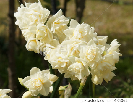 Daffoden型名稱雅典衛城 14850691