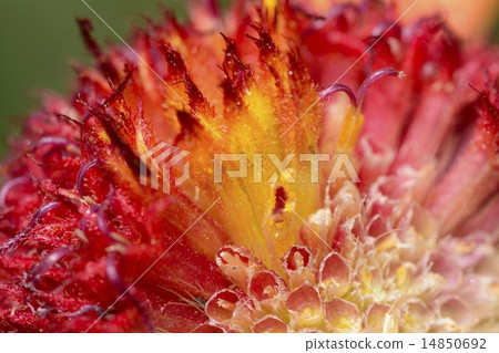 Inside a daisy Inside a daisy 14850692