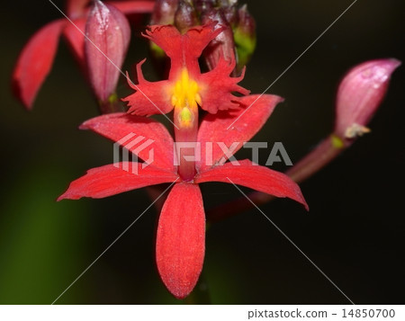 Red orchid flower Epidendrum radicans Red orchid flower Epidendrum radicans 14850700