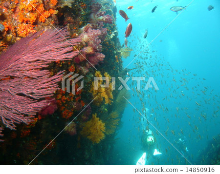 Dolphins and small fish flocks growing in the root of Izu · Shimanejima 14850916