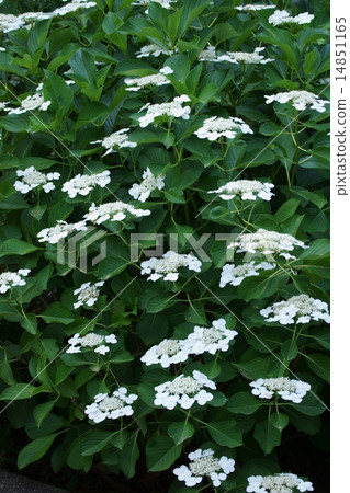 Palm hydrangea white decoration Flowers in white flowers Palm hydrangea white decoration Flowers in white flowers 14851165