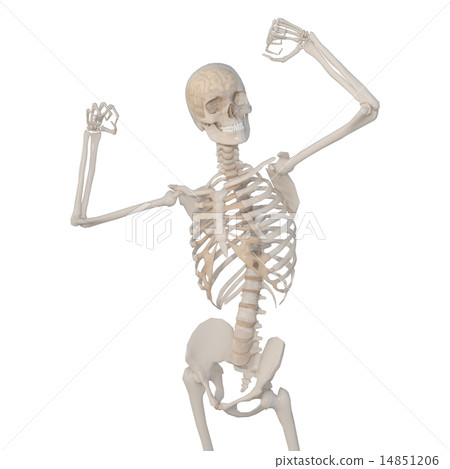 skeleton 14851206