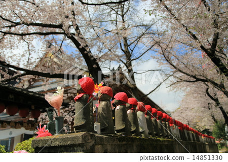 Senjuko breeding treasure and cherry blossoms 14851330