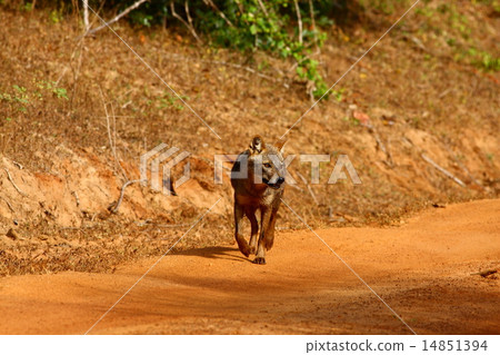Golden jackal Golden jackal 14851394