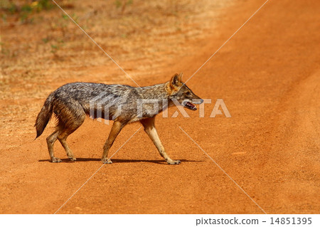 Golden jackal Golden jackal 14851395
