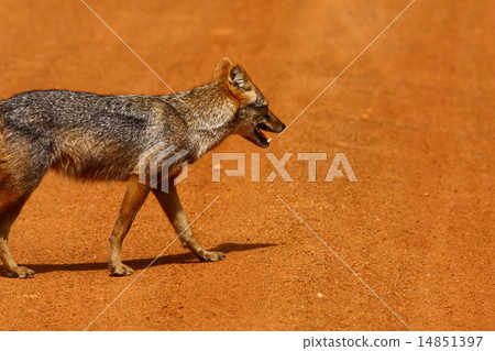 Golden jackal 14851397