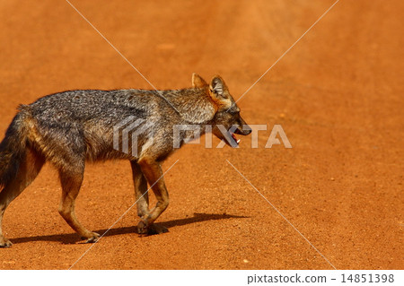 Golden jackal 14851398