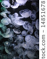 jellyfish  14851678