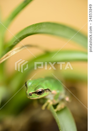 Tree frog Tree frog 14853849