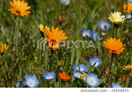 有米領域的花園 14858835