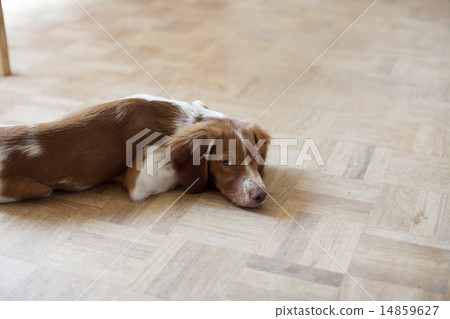 Brittany Spaniel Brittany Spaniel 14859627