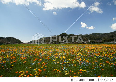 Flower garden with rice field 14859847