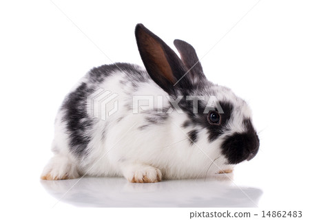 Rabbit on a white background. 14862483