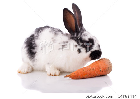 White rabbit with carrot on a white background.; White rabbit with carrot on a white background.; 14862484