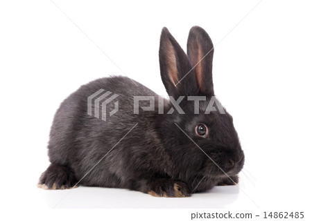 Black rabbit on a white background. 14862485