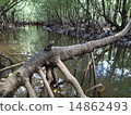mangrove 14862493