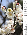 White plum blossom 14862494