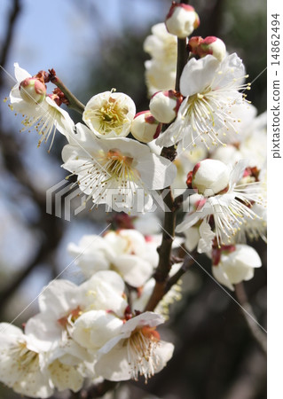 White plum blossom White plum blossom 14862494