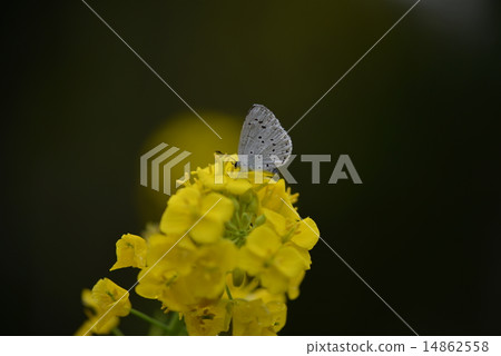Rurishidimi和油菜花 14862558