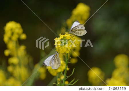 杜鵑花和油菜花 14862559