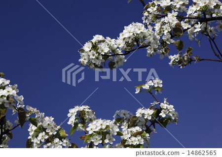Pear flowers 14862565