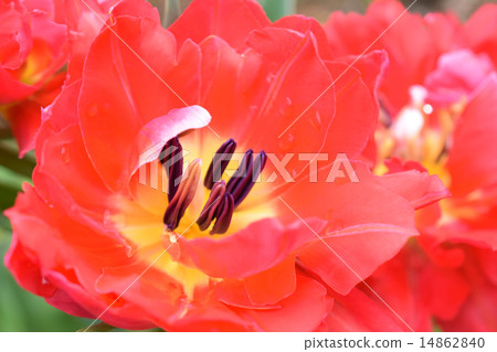 鬱金香伊麗莎白 鬱金香伊麗莎白 14862840