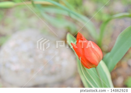 Tulip Price Unicom 14862928