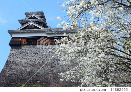 Kumamoto Castle Iida Maru and cherry blossoms Kumamoto Castle Iida Maru and cherry blossoms 14862963