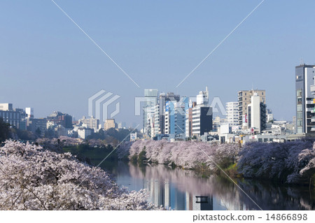 東京櫻花點外面小屋公園盛開吉野Kayozo從藍天飯田橋站 東京櫻花點外面小屋公園盛開吉野Kayozo從藍天飯田橋站 14866898