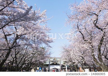 Tokyo cherry blossoms Yasukuni Shrine and cherry blossoms in full bloom 2015 14866905