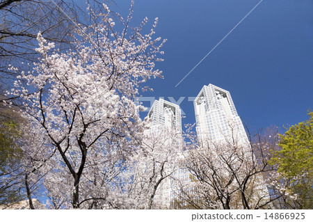 Tokyo Metropolitan Government Office with full bloom Sakura Yoshiharu 14866925