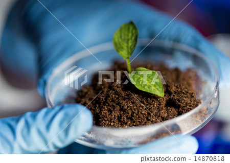 close up of hands with plant and soil in lab 14870818