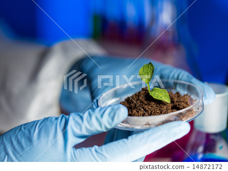 close up of scientist hands with plant and soil close up of scientist hands with plant and soil 14872172