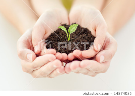close up of child and parent hands holding sprout 14874085