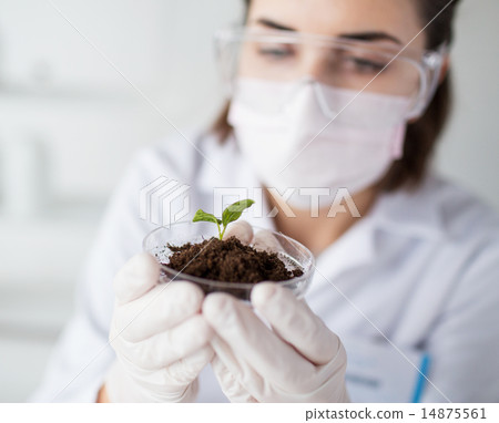 close up of scientist with plant and soil in lab close up of scientist with plant and soil in lab 14875561