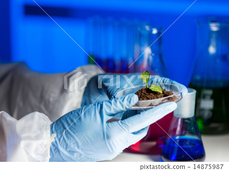 close up of scientist hands with plant and soil 14875987
