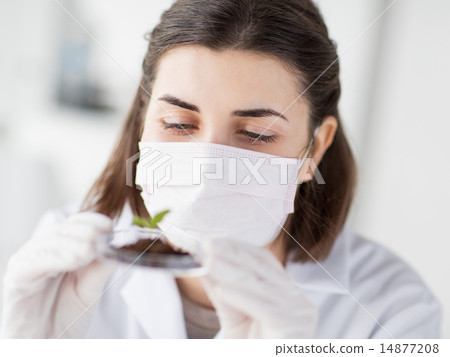 close up of scientist with plant and soil in lab close up of scientist with plant and soil in lab 14877208