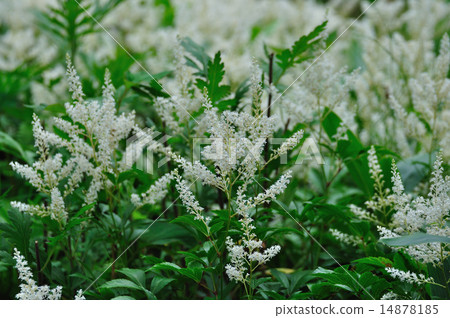 Awamori Soushin（Awamori Shoshuma） 14878185