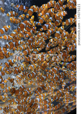 Clown anemonefish Clown anemonefish 14878221